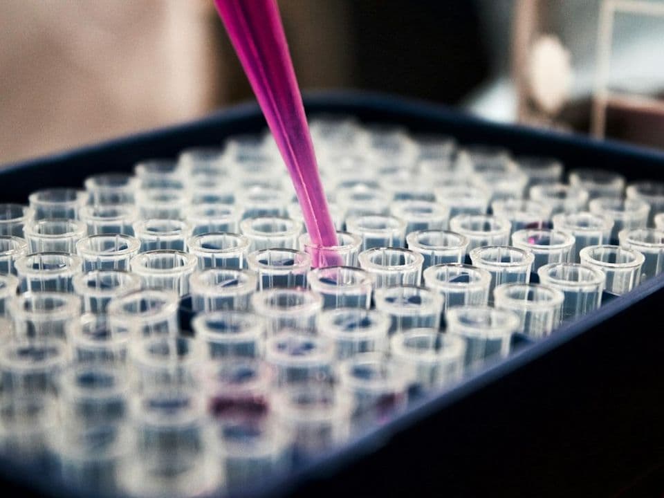 A pipette adding a pink sample to rows of test tubes in a lab